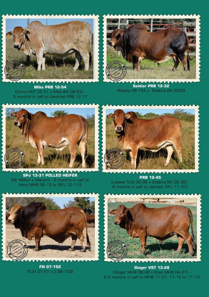 Vastrap_Boran_A3 Brochures_2015_3