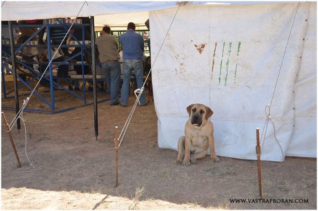 Our boerboel puppy, Duma was also part of the action! 