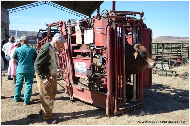 Hoof trimming demonstration by Jaco de Bruin and Renier from DairySmit.