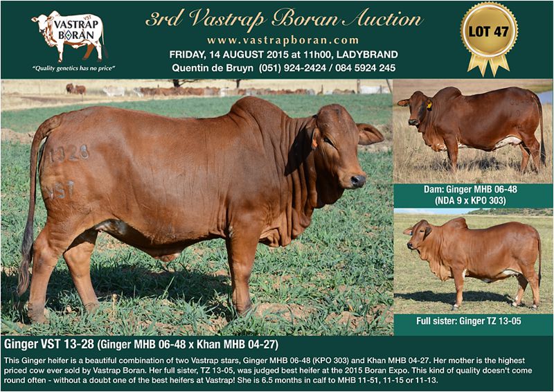 Top priced heifer at the 2015 Vastrap Auction: Ginger VST 13-28 sold for R170 000.