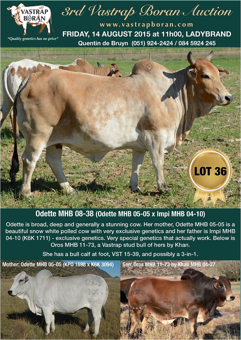 Top priced cow at the 2015 Vastrap Auction: Sold to Rohan & Dylan Meintjies for R70'000. 