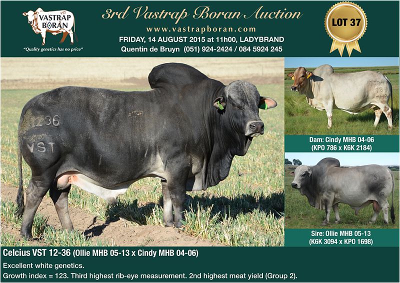 Top priced bull at the 2015 Vastrap Auction: Sold for R130'000 to Quentin Oosthuizen and 