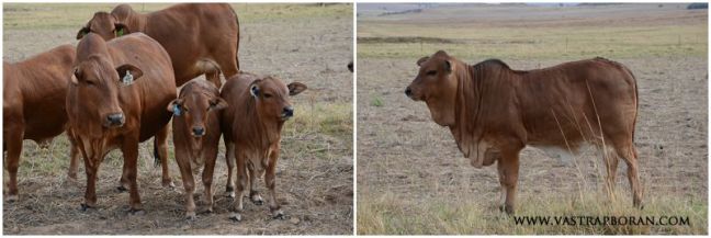 Jackie MHB 10-07 and calf.