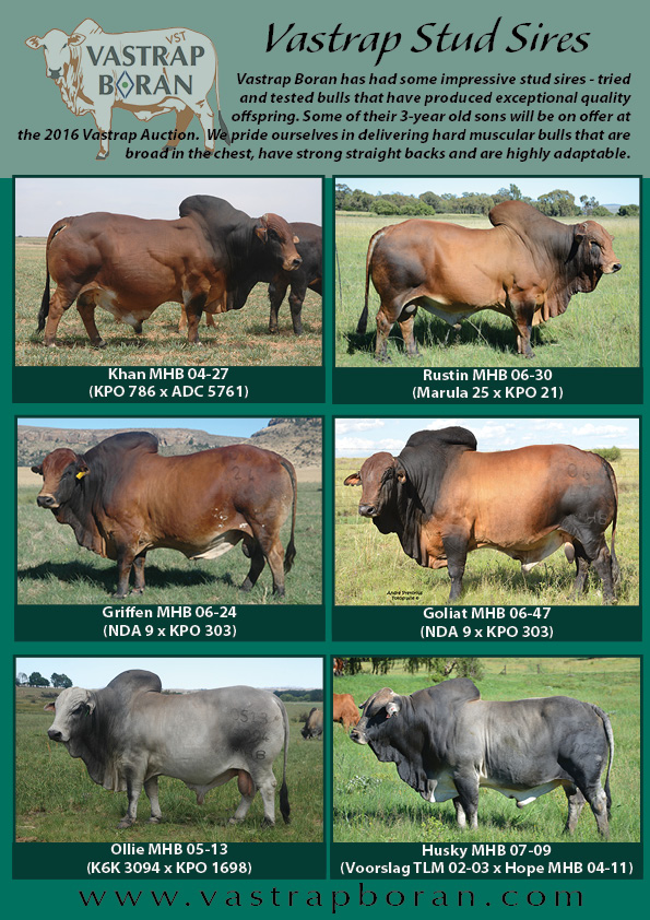 Boran Journal 2016_pg 14