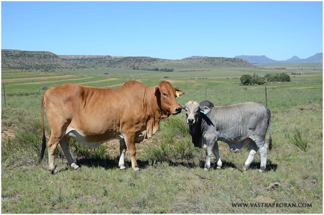 Jackie MHB 07-09 with bull calf by 