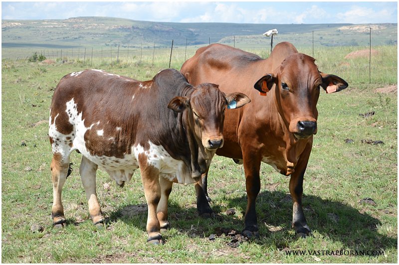 Jackie VST 12-44 with bull calf by Husky MHB 07-09 (248kg & 64%!)