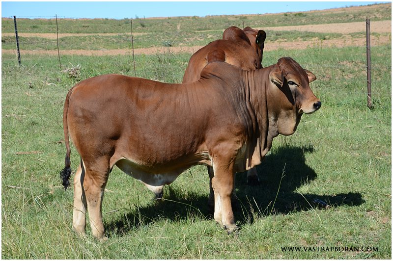 VST 15-58 (Jackie VST 12-40 x Husky MHB 07-09). He was the heaviest bull calf at 261kg on 29 March and a wean ratio of 64%! 