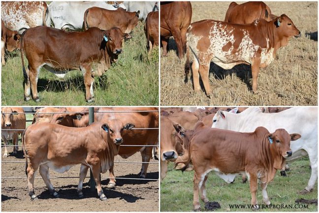 Weaned heifer calves.