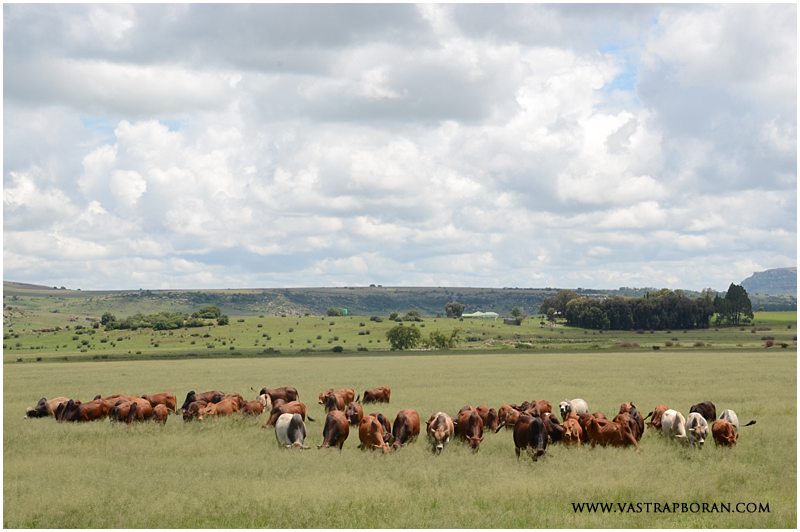 2012 - Studbook Veldt Permorance