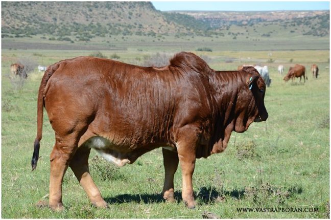 Savanna VST 15-91 (Savanna MHB 09-13 x Griffen MHB 06-24)