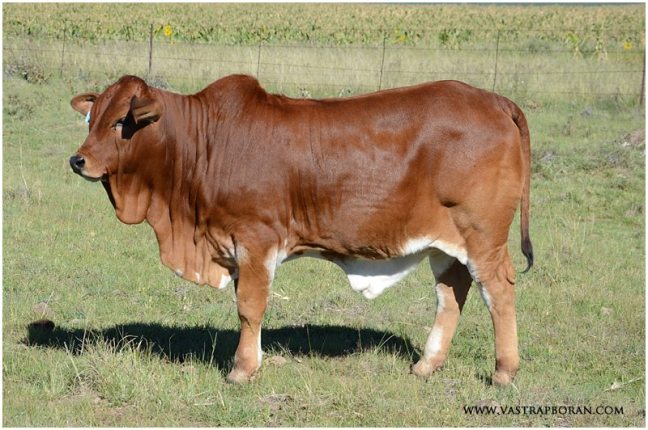 Savanna VST 15-98 (Savanna MHB 11-57 x Zed DLV 10-17).