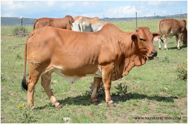 Savanna MHB 11-57 (Savanna MHB 07-16 X Rustin MHB 06-30).