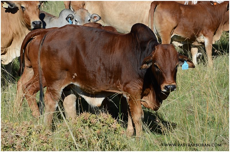 Savanna VST 15-80 (Savanna VST 12-58 x Zed DLV 10-17).