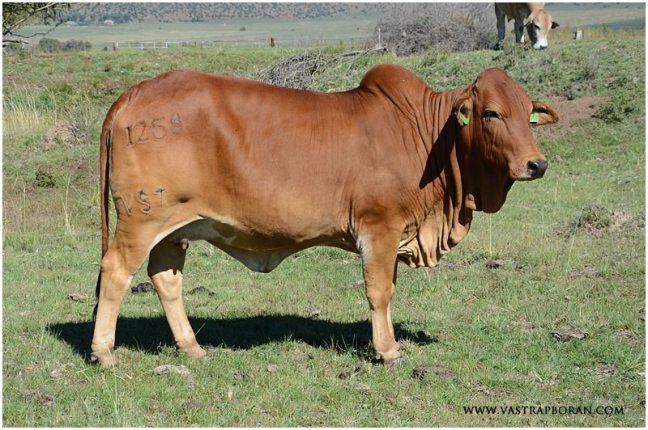 Savanna VST 12-58 (Savanna TLM 00-03 x Rustin MHB 06-30)