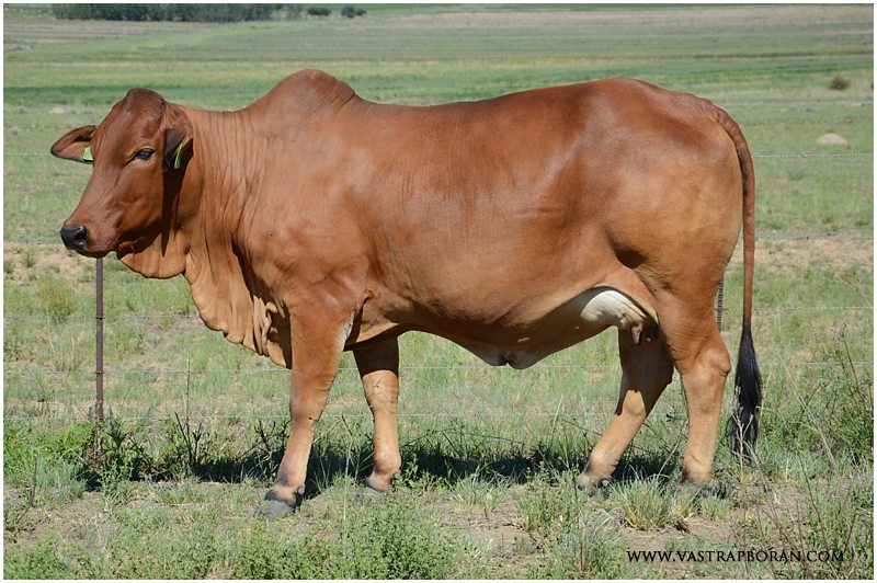 Savanna VST 12-60 (Savanna MHB 09-13 x Rustin MHB 06-30)