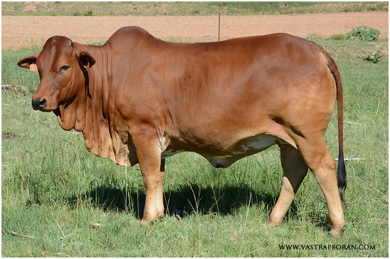 Savanna VST 13-126 (Savanna TLM 00-03 x Rustin MHB 06-30)