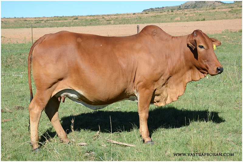 Savanna MHB 09-13 (Savanna TLM 00-03 x Voorslag TLM 02-03) - sold to Stephnus & Reneé Scheepers at the 2016 Vastrap Auction. 