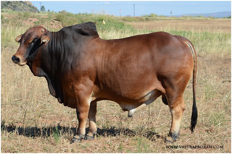 Jaguar VST 12-18 (Jackie MHB 05-08 x Co-Jack CI 08-30) – Judged Best Young Bull at the 2015 Boran Expo! Retained as stud bull at Vastrap. 