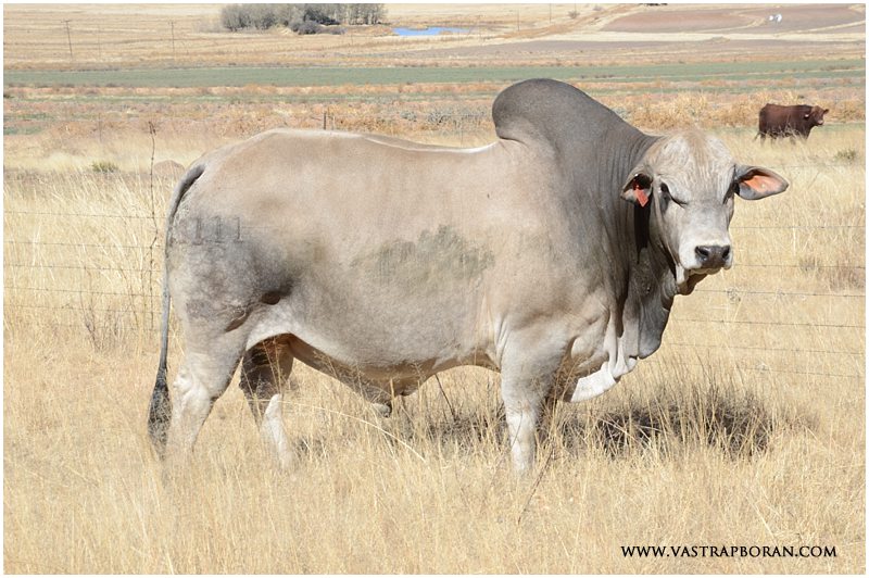 Hoover MHB 11-11 (Hope MHB 07-12 X Rustin MHB 06-30) - Sold at the 2014 Vastrap Auction. 