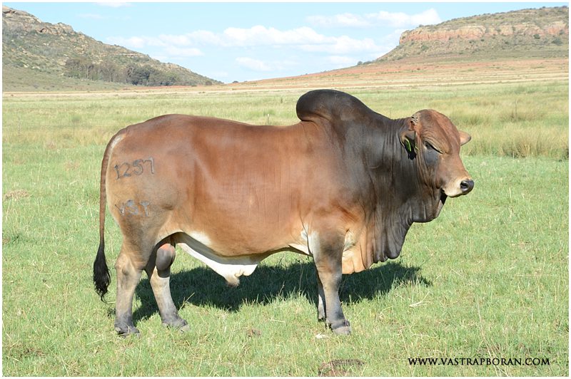 Jury VST 12-57 (Jackie MHB 07-35 x Rustin) - retained as stud bull at Vastrap. 