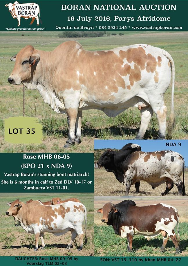 Rose MHB 06-05 sold for R80'000 at the 2016 Boran National Auction to Gerrit Potgieter (Ooskus Borane). 