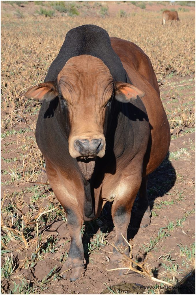 Brave MHB 09-04 (front-on)