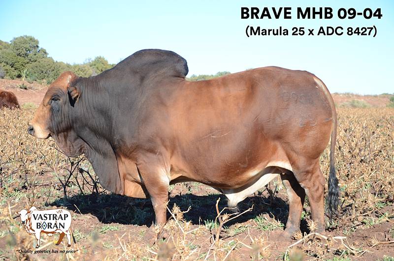 Brave MHB 09-04 (poster)