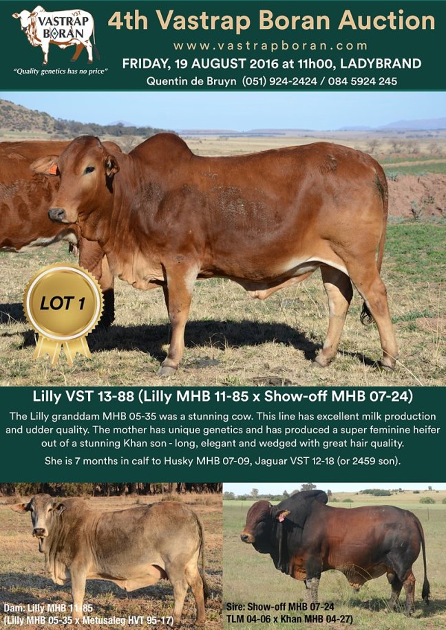 Lilly VST 13-88