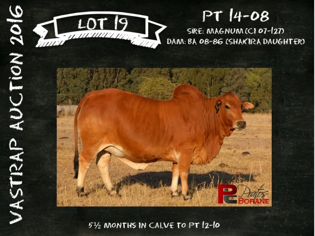 Highest priced female - PT 14-08 sold for R140'000 to Hennie Rall (Hessi Boran). 