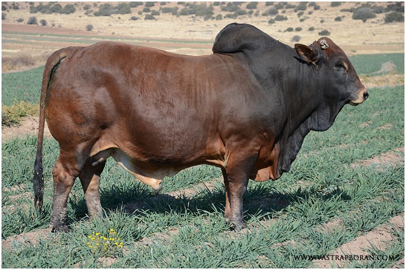 Revolver MHB 09-21 (Rose MHB 06-03 x Voorslag)