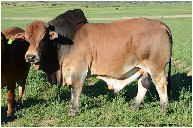 young-bull-2-zambuca-vst-11-01