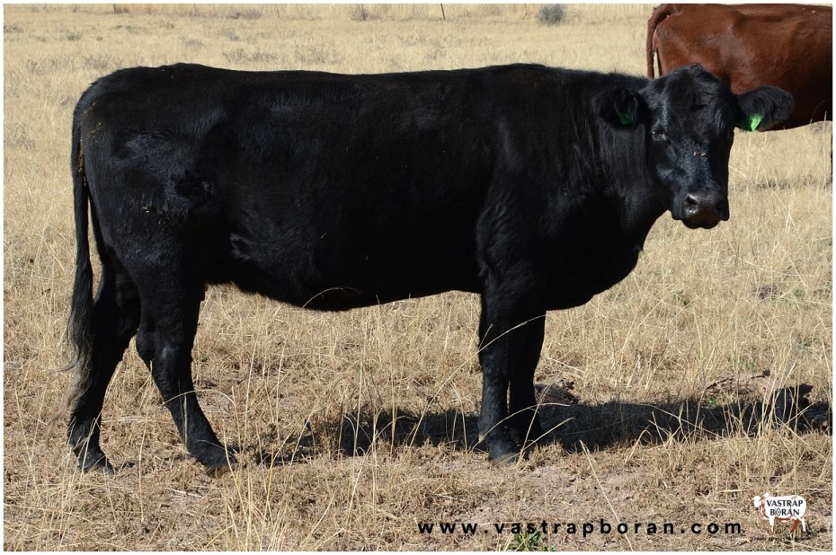 Angus VST 12-23