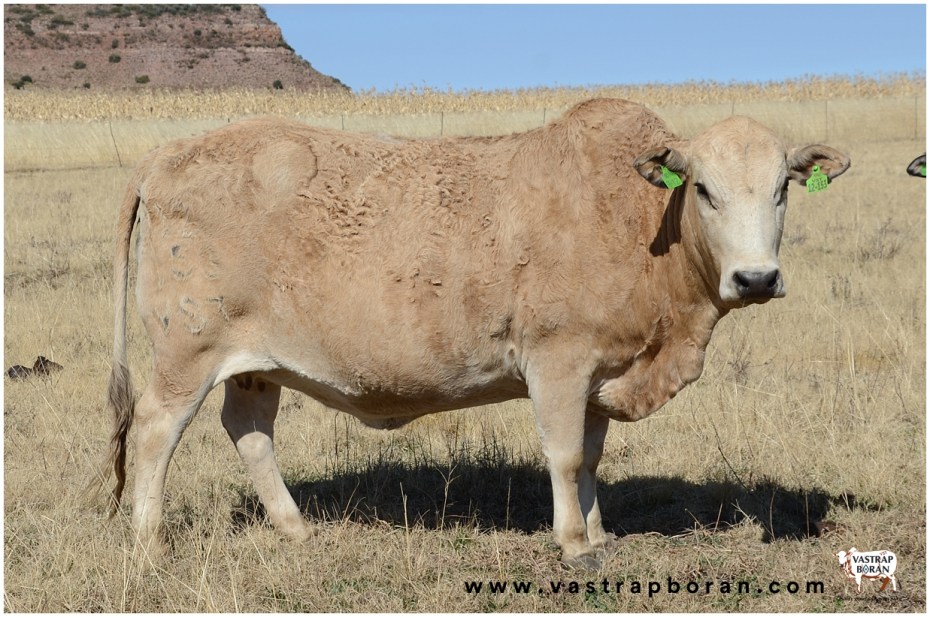 Boran(F3) VST 12-153