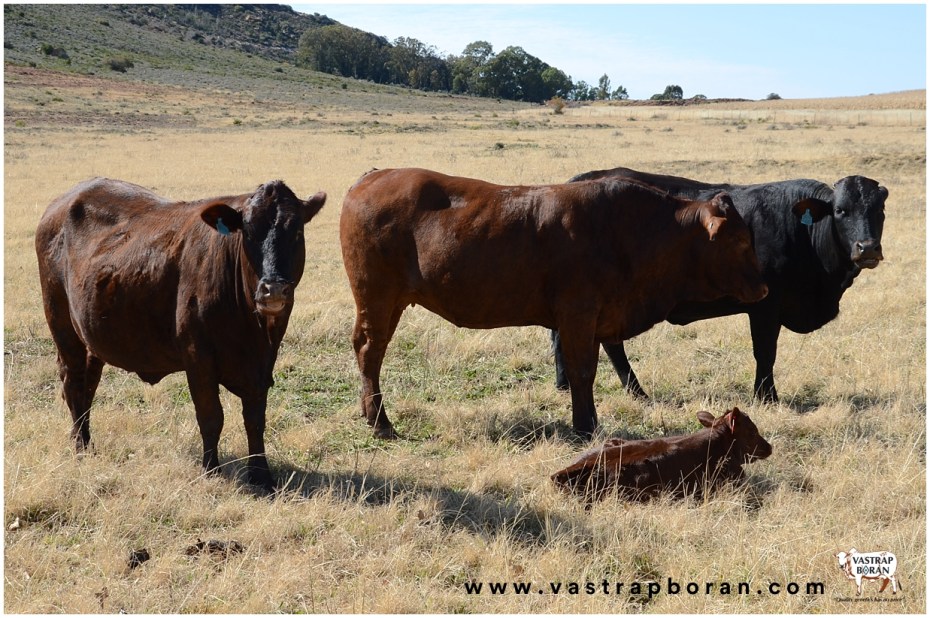 Com - Boran x Angus (2015 heifers)