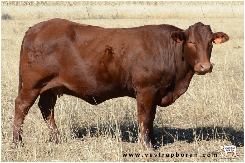 Com - Boran x Angus VST 13-279