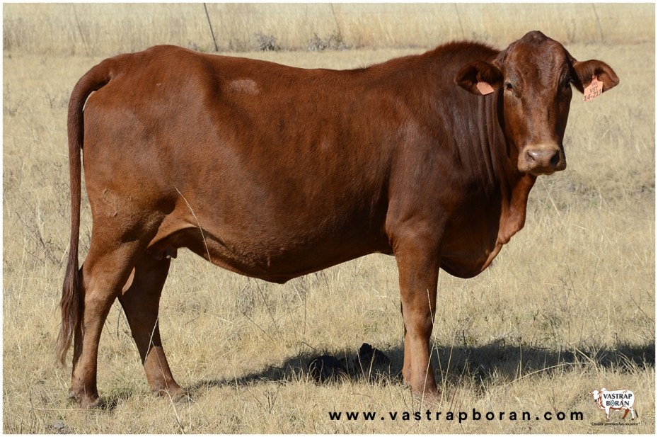 Com - Boran x Angus VST 14-213