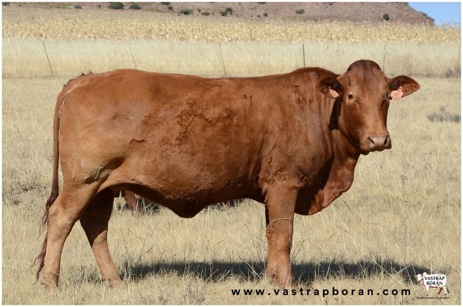 Com - Boran x Angus VST 14-223