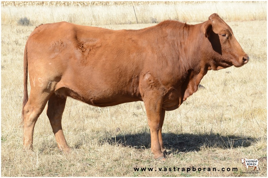 Com - Boran x Angus VST 14-227