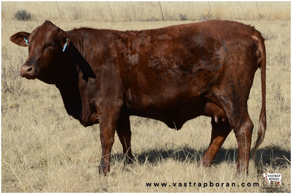 Com - Boran x Angus VST 15-281