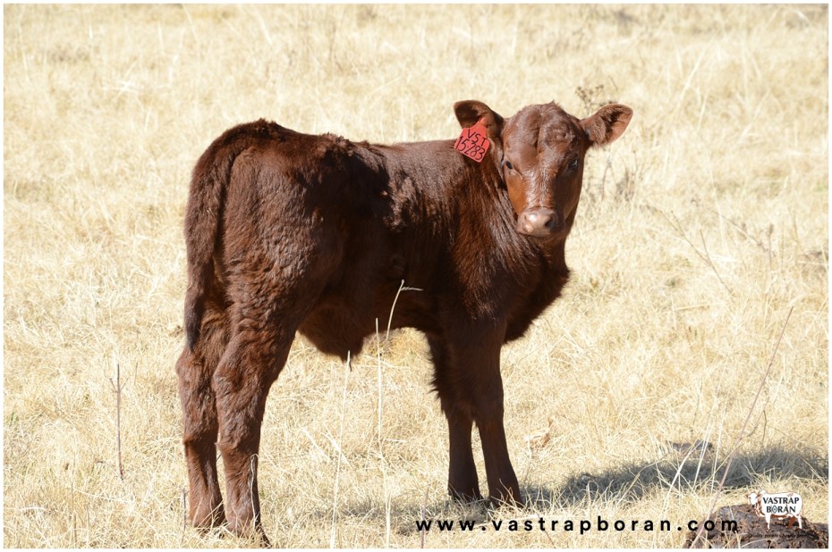 Com - Boran x Angus VST 15-283 .calf