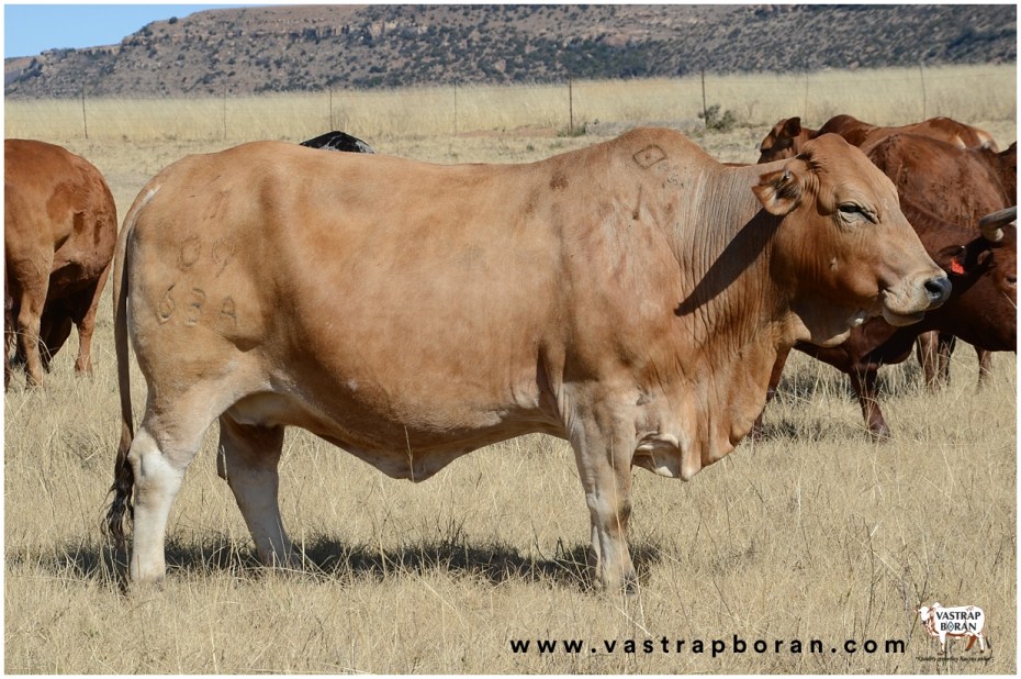 Com - Boran x Hugenoot MC 09-63A