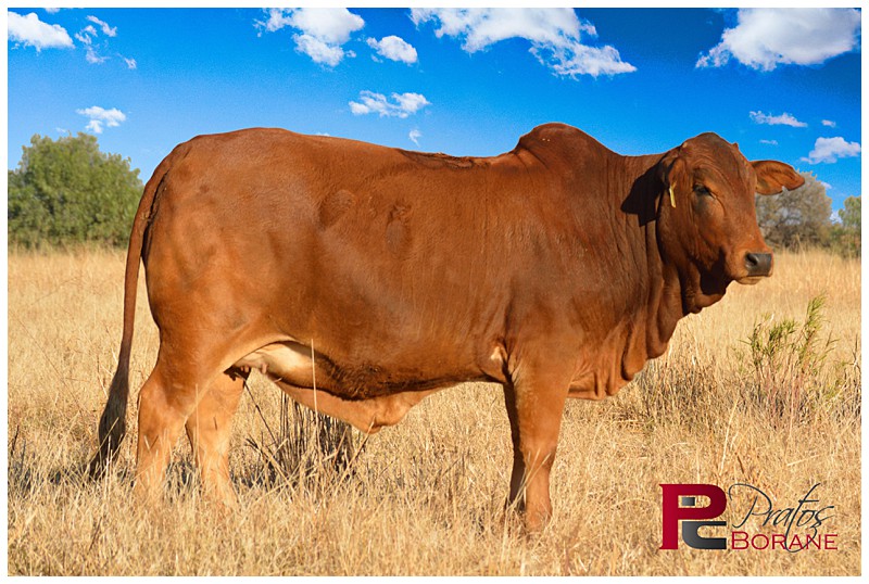 Page 3 (6) PT 16-30 (WJ 11-09 x VST 12-13) 6.5m preg