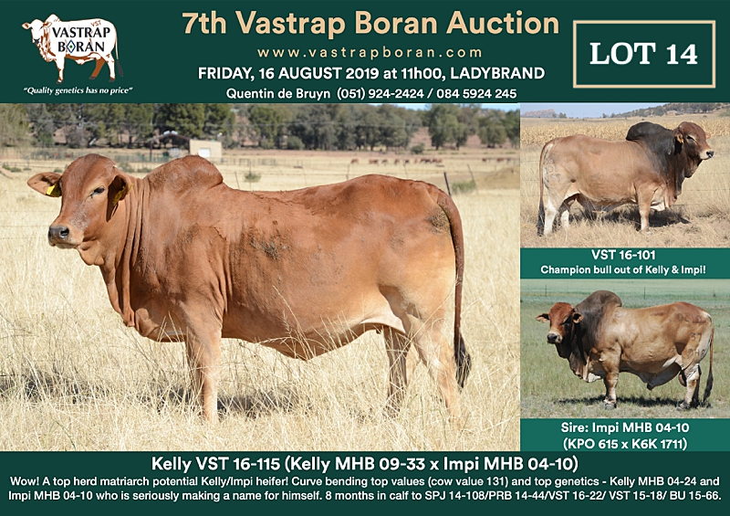 14. Kelly VST 16-115