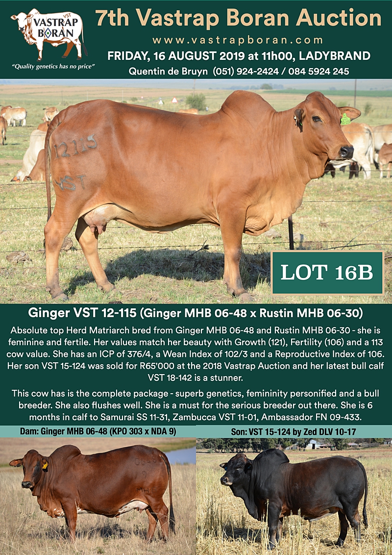 16B Ginger VST 12-115