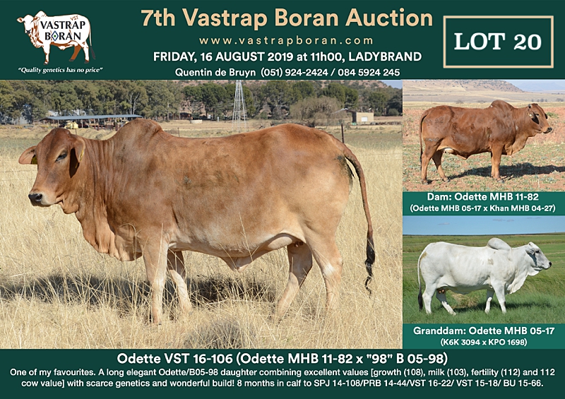 20. Odette VST 16-106