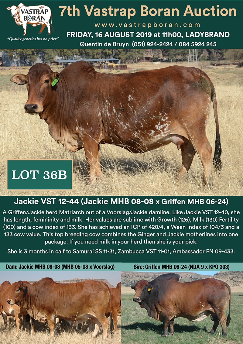 36B Jackie VST 12-44