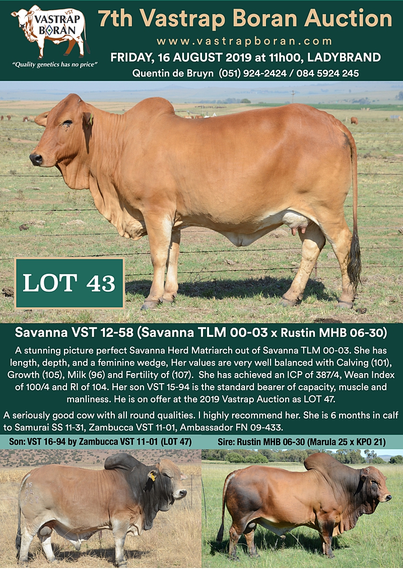 43 Savanna VST 12-58