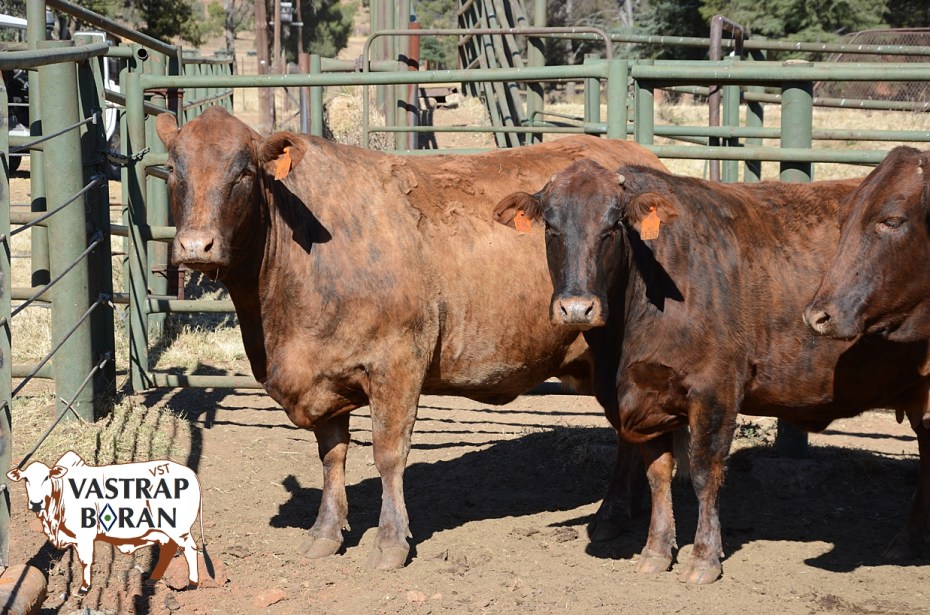 F1-Com (preg to Angus).1-1