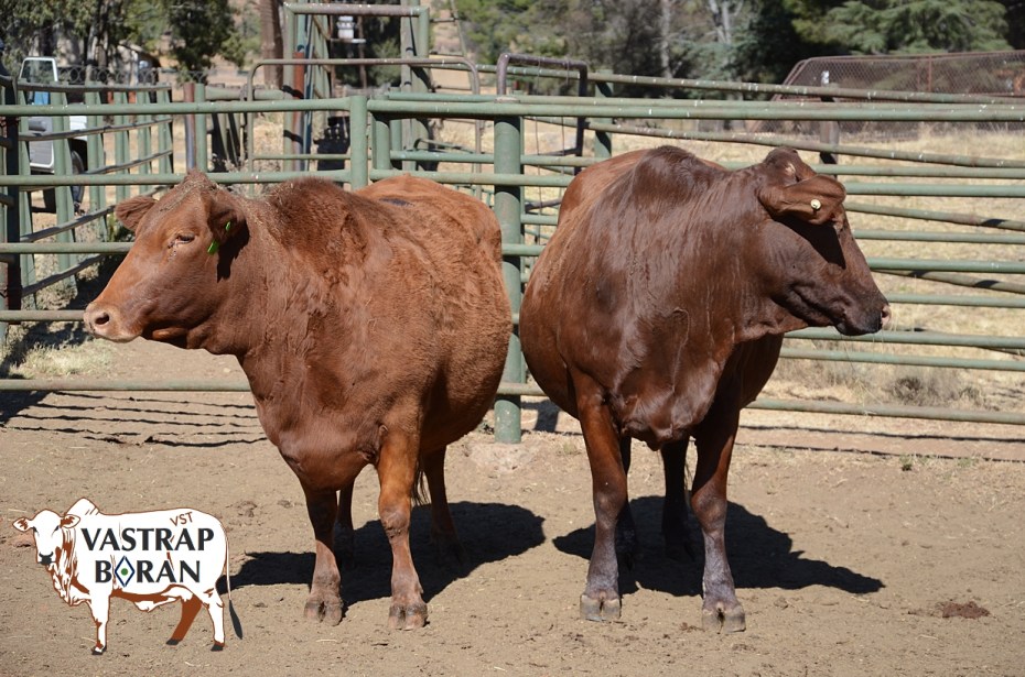 F1-Reg (preg to Boran)-1