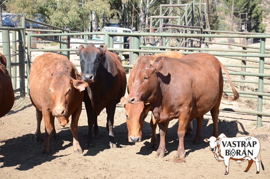 F1-Reg (preg to Boran).B-1